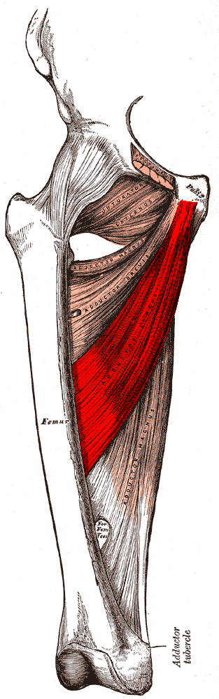 Adductor Longus Ursprung F ste Funktion Anatomi Fysiologi