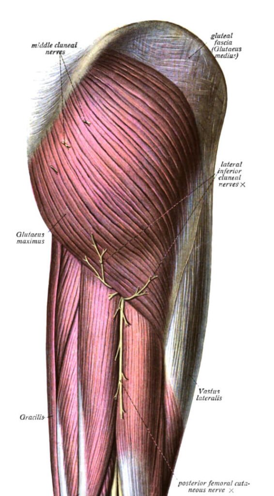 Gluteus maximus