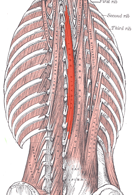 Spinalis thoracis