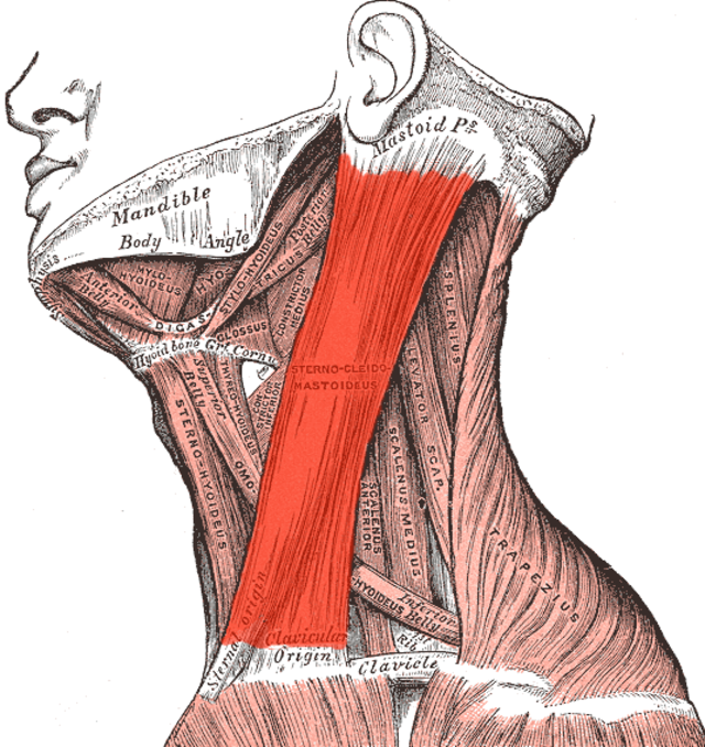 Sternocleidomastoideus Ursprung F ste Funktion Anatomi Fysiologi